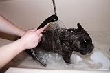 BAIN - BOULEDOGUE FRANCAIS 021